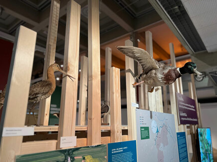 Ausstellung "Der Fluss als Grenze" im Landesmuseum Burgenland